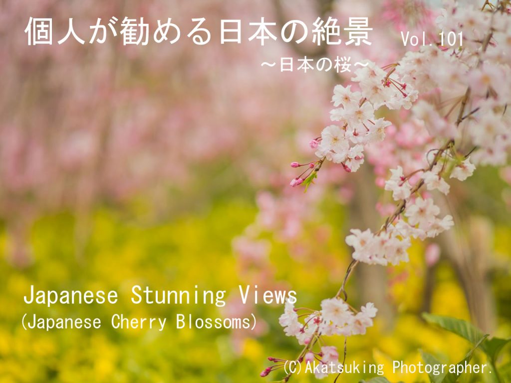 Vol.101　～日本の桜～